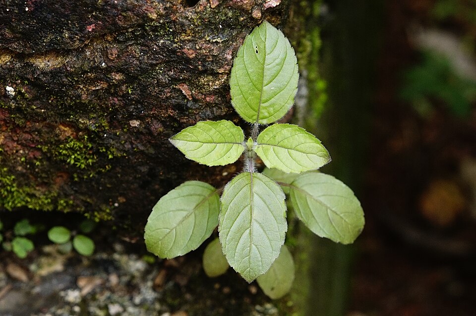 Ocimum tenuiflorum 5725