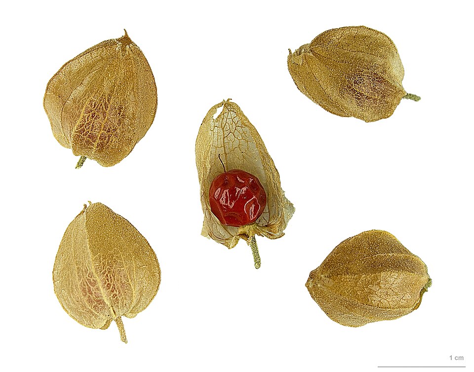 Fruits of Withania somnifera in a botanical specimen photograph