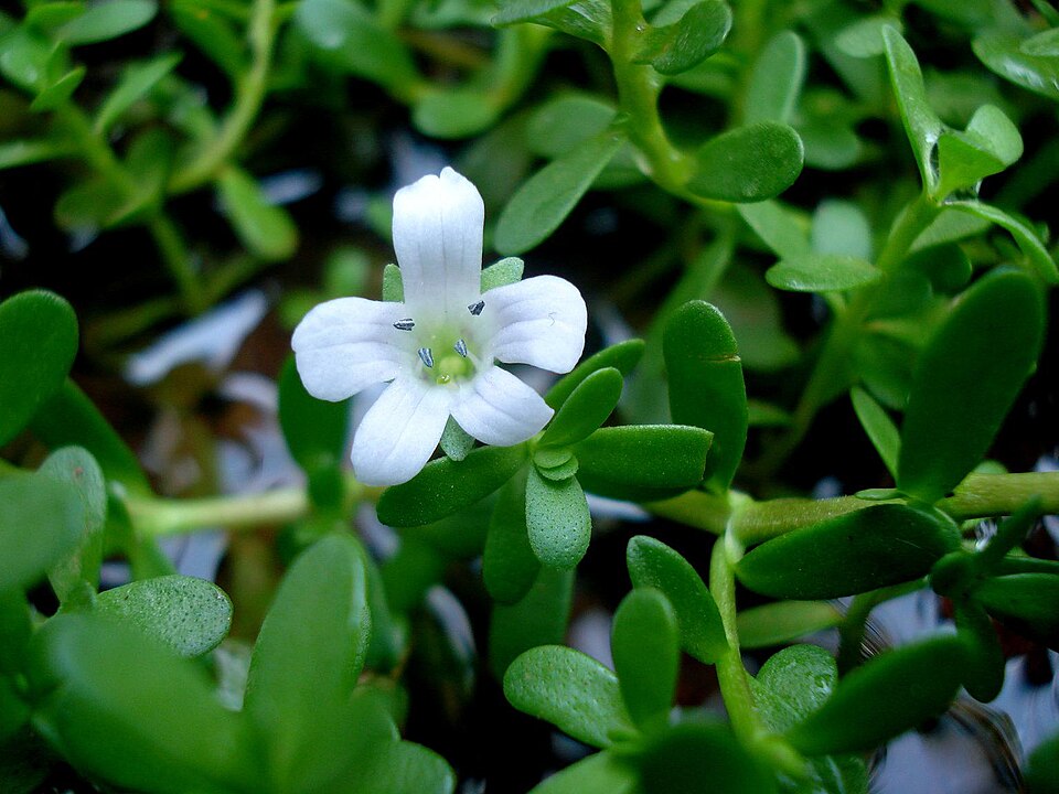 Bacopa monnieri in flower; one plant associated with the common name brahmi