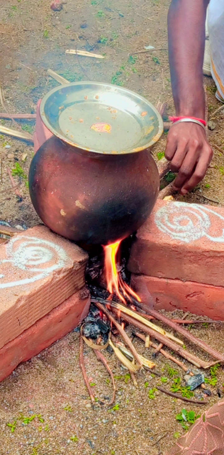 A pot cooking during a Pongal celebration
